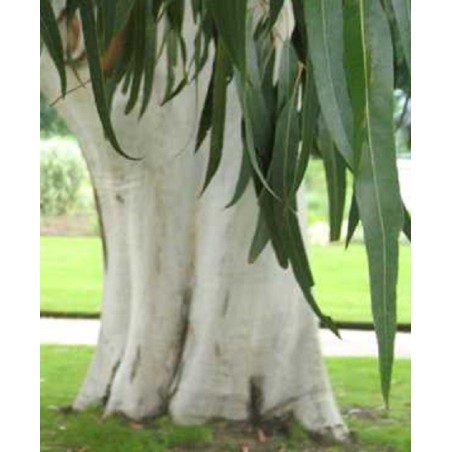 Eucalyptus Dalrympleana - 10 graines