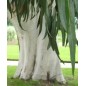 Eucalyptus Dalrympleana - 10 graines Eucalyptus Dalrympleana - 10 graines