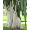 Eucalyptus Dalrympleana