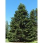 Abies Sibirica - 10 graines Abies Sibirica - 10 graines