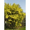 Acacia Dealbata - 10 graines