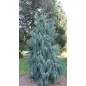 Eucalyptus Cashmeriana - 10 graines Eucalyptus Cashmeriana - 10 graines