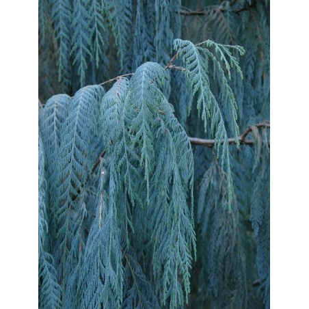 Eucalyptus Cashmeriana - 10 graines