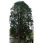 Cupressus Lusitanica - 10 graines Cupressus Lusitanica - 10 graines