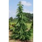 Cupressus Nootkatensis - 10 graines Cupressus Nootkatensis - 10 graines