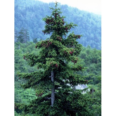 Picea Asperata - 10 graines