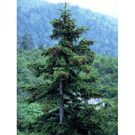 Picea Asperata - 10 graines