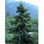 Picea Asperata - 10 graines Picea Asperata - 10 graines