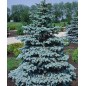 Picea Pungens - 10 graines Picea Pungens - 10 graines