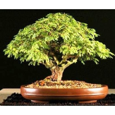 Acacia Mangium - 10 graines