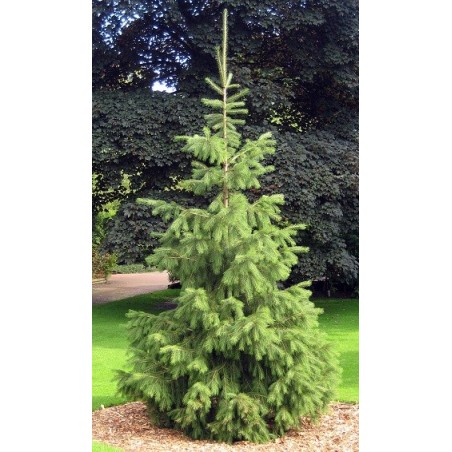 Picea Smithiana