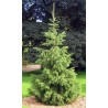 Picea Smithiana