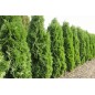 Thuya Occidentalis  - 10 graines