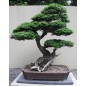Abies Amabilis - 10 graines Abies Amabilis - 10 graines