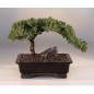 Abies Balsamea - 10 graines Abies Balsamea - 10 graines