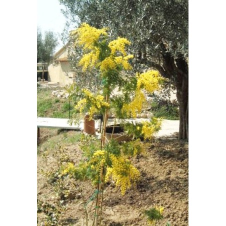 Acacia Retinodes - 10 graines