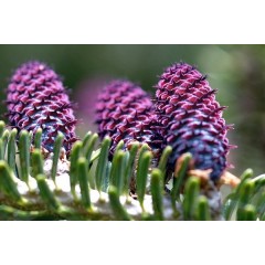 Abies balsamea