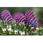 Abies Balsamea - 10 graines Abies Balsamea - 10 graines