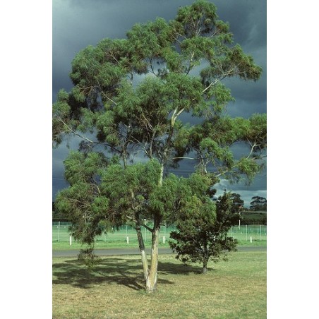 Eucalyptus Pulchella