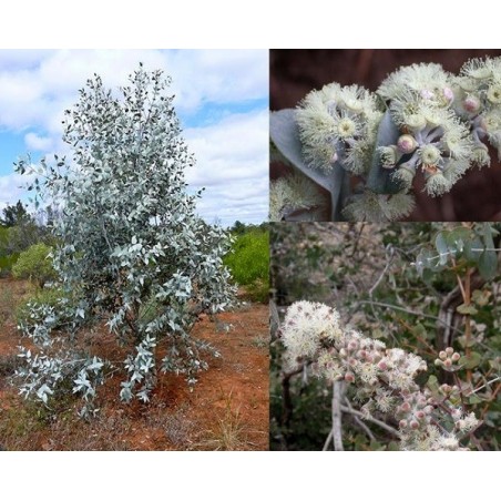 Eucalyptus risdonii - arbre et fleurs