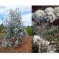 Eucalyptus Risdonii  - 10 graines