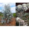 Eucalyptus risdonii - arbre et fleurs