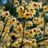 Chimonanthus Praecox - 10 graines