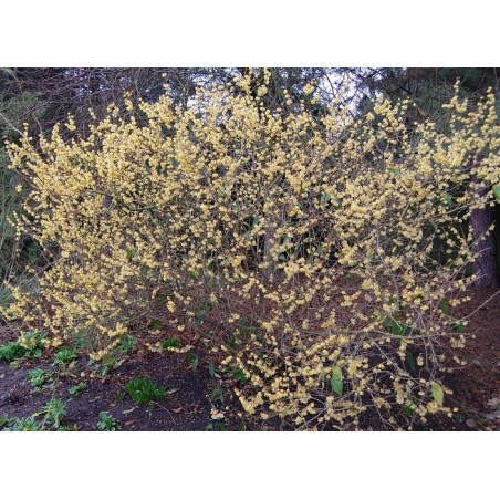 Chimonanthus Praecox - 10 graines