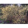 Chimonanthus Praecox - 10 graines