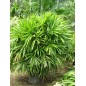 Rhapis Excelsa - 10 graines
