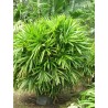 Rhapis Excelsa - 10 graines