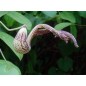 Aristolochia Pothieri - 10 graines Aristolochia Pothieri - 10 graines