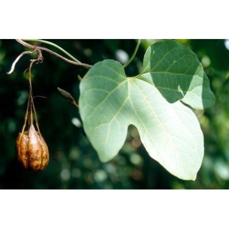 Aristolochia Pothieri - 10 graines