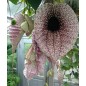 Aristolochia Grandiflora - 10 graines Aristolochia Grandiflora - 10 graines