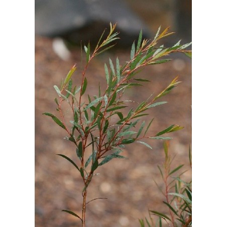 Branche d'eucalyptus moorei