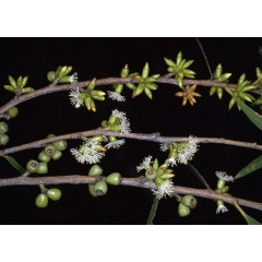 Floraison eucalyptus moorei