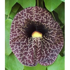 Graines de Aristolochia Gigantea - 10 graines - Graines exotiques -  - 1