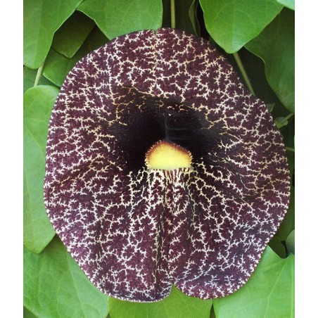 Aristolochia Gigantea - 10 graines