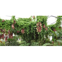 Graines de Aristolochia Gigantea - 10 graines - Graines exotiques -  - 2