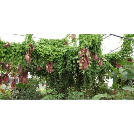 Aristolochia Gigantea - 10 graines