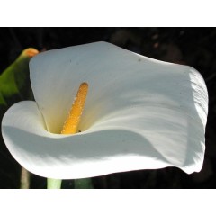 Graines de Zantedeschia Aethiopica - 10 graines - Graines exotiques -  - 1