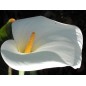 Zantedeschia Aethiopica - 10 graines Zantedeschia Aethiopica - 10 graines