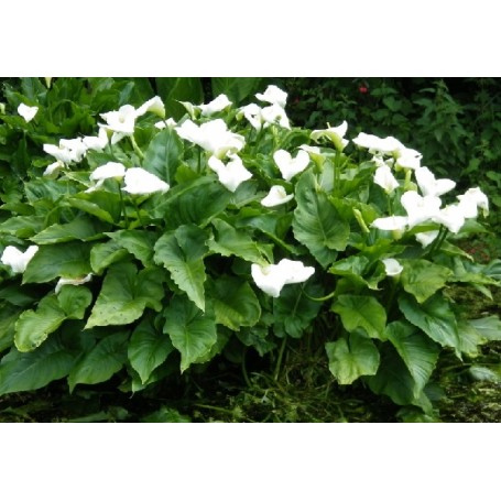 Zantedeschia aethiopica - Arum blanc