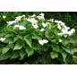 Zantedeschia Aethiopica - 10 graines Zantedeschia Aethiopica - 10 graines