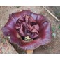 Amorphophallus Paeoniifolius - 10 graines Amorphophallus Paeoniifolius - 10 graines