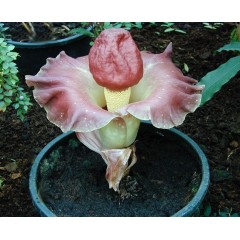 Graines de Amorphophallus Paeoniifolius - 10 graines - Graines exotiques -  - 2