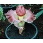 Amorphophallus Paeoniifolius - 10 graines Amorphophallus Paeoniifolius - 10 graines
