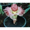 Amorphophallus Paeoniifolius - 10 graines