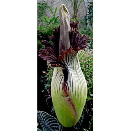 Amorphophallus Titanum - 10 graines
