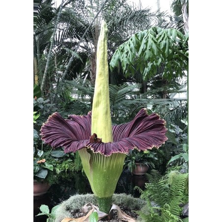 Amorphophallus titanum